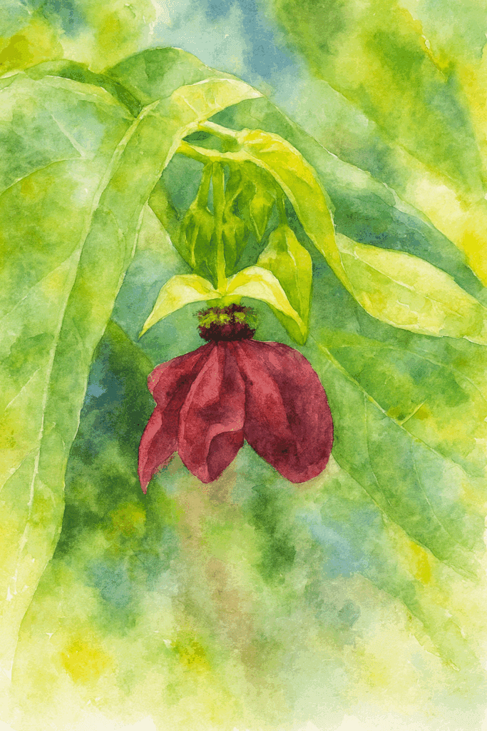 Abroma augusta remédio homeopático