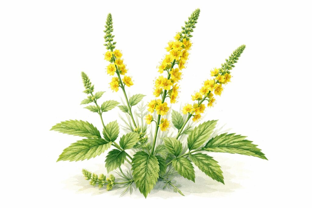 Agrimonia eupatoria odorata na homeopatia – remédio homeopático